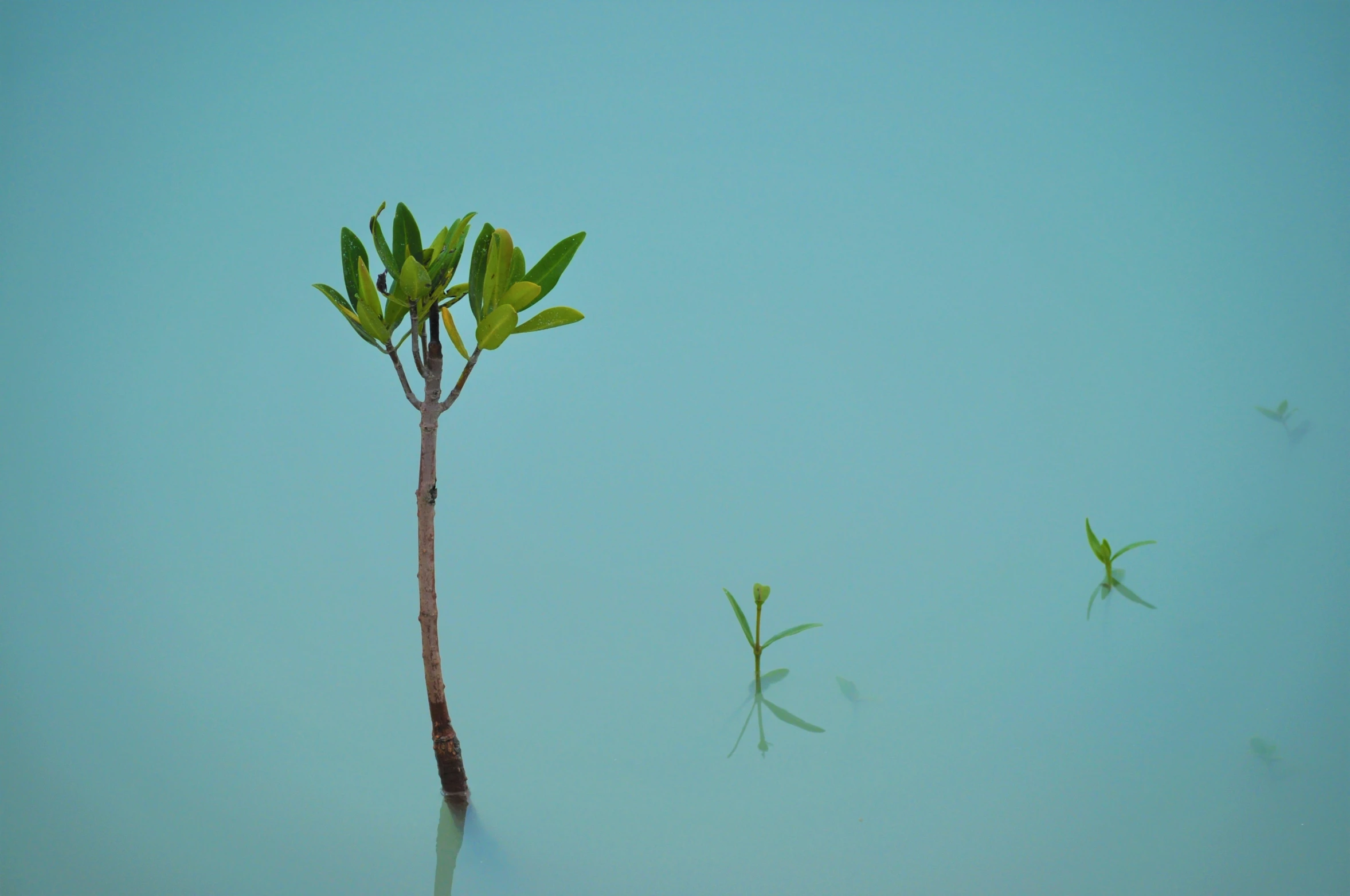 a couple of leafy green plants sitting on top of a beach