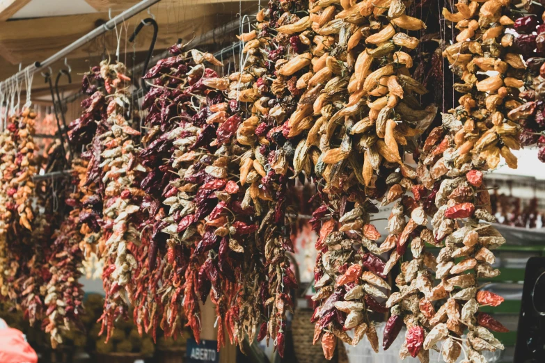 rows of dry and whole dried corn hanging from metal bars