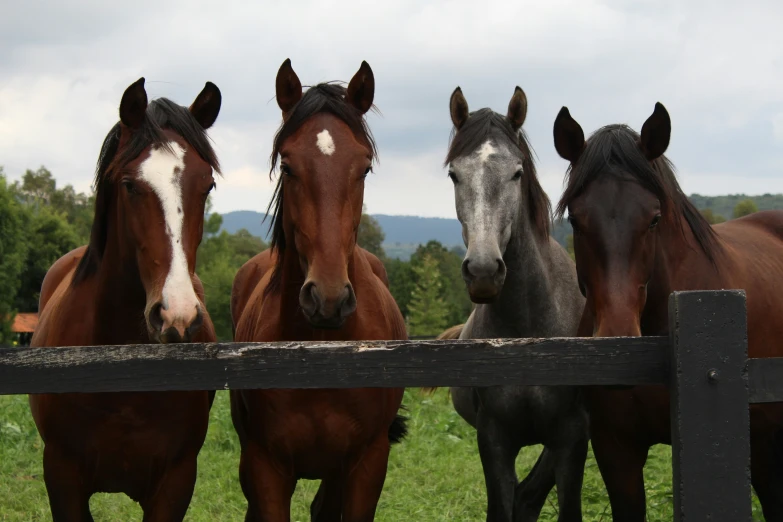 horses are standing behind a wood fence