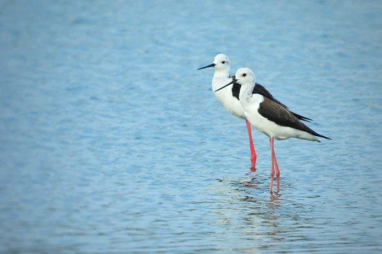 two birds stand on some water near each other