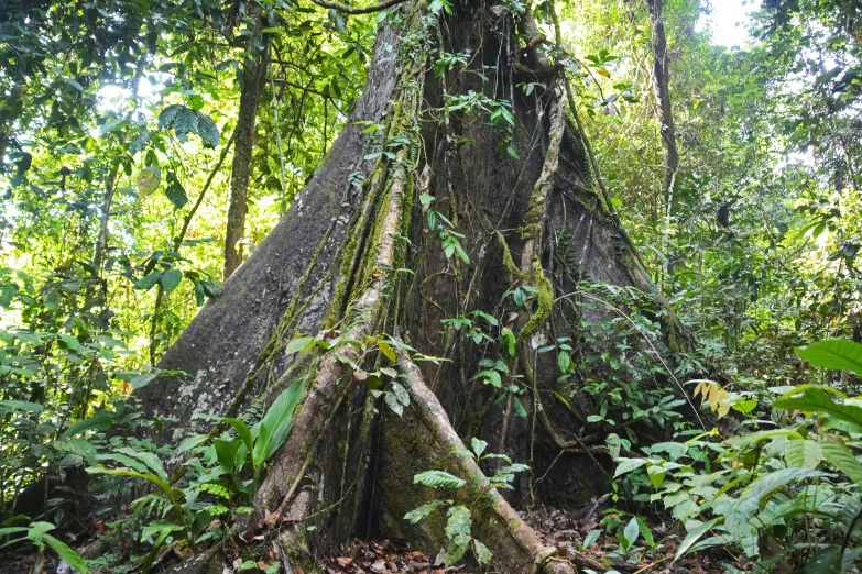 a very tall tree surrounded by trees in the jungle