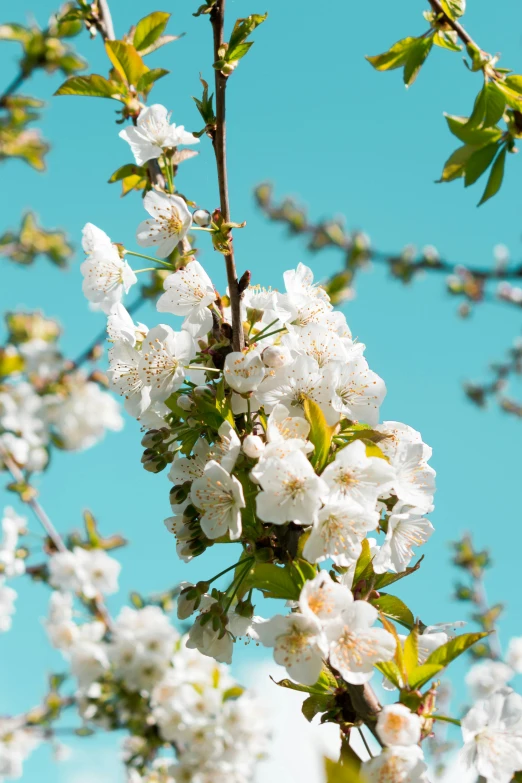 a bunch of flowers that are hanging in the air