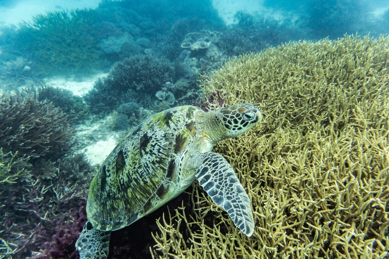 a turtle swimming among the seaweed on a reef