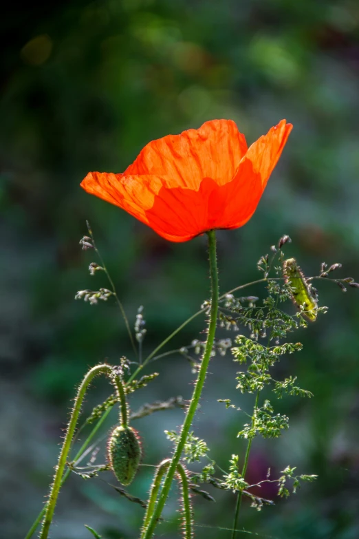 an orange poppy flower in the middle of a green field