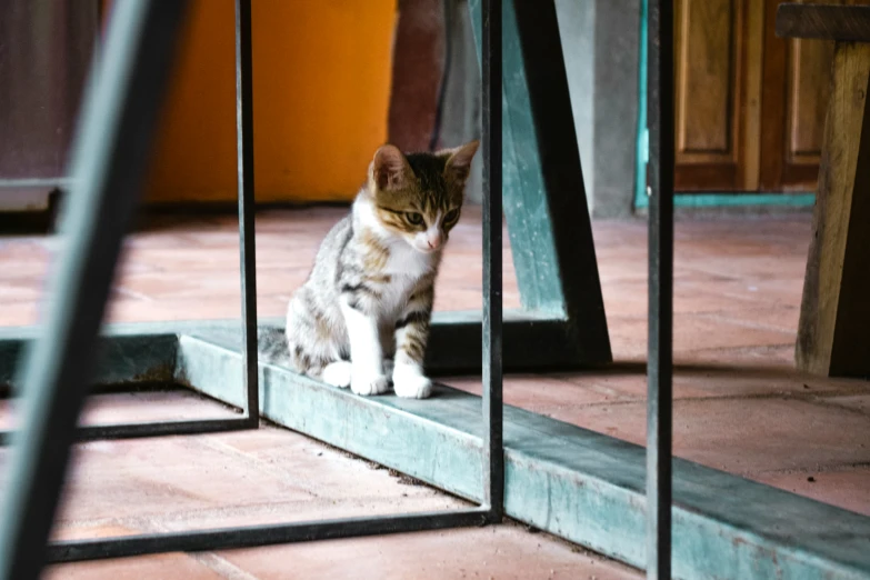 small cat standing in front of metal bars