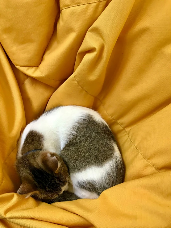 cat asleep on top of yellow sheet in bed