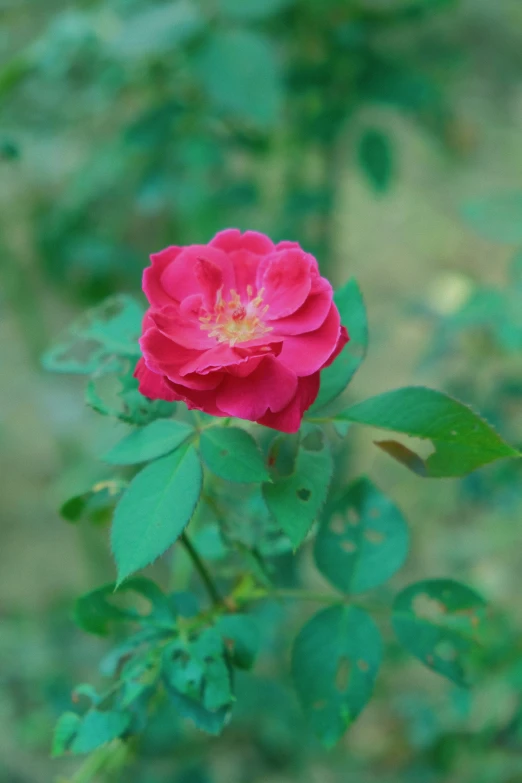 a small red flower growing from the center of a leafy plant