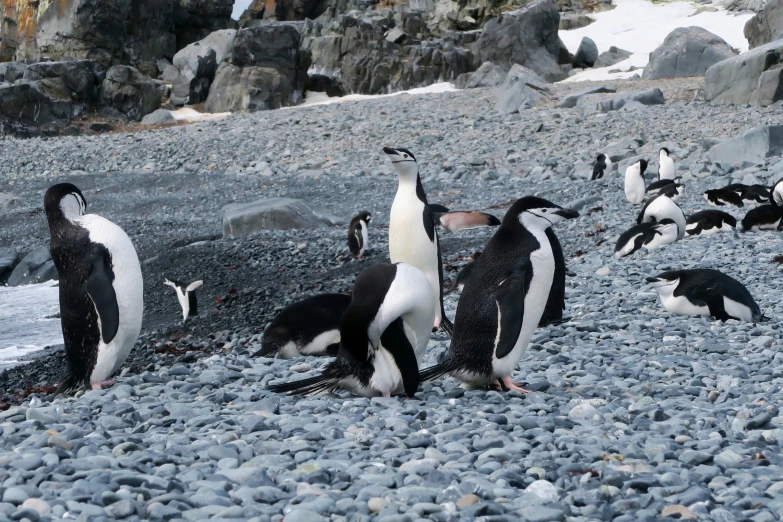 many penguins and one penguin is walking on the gravel