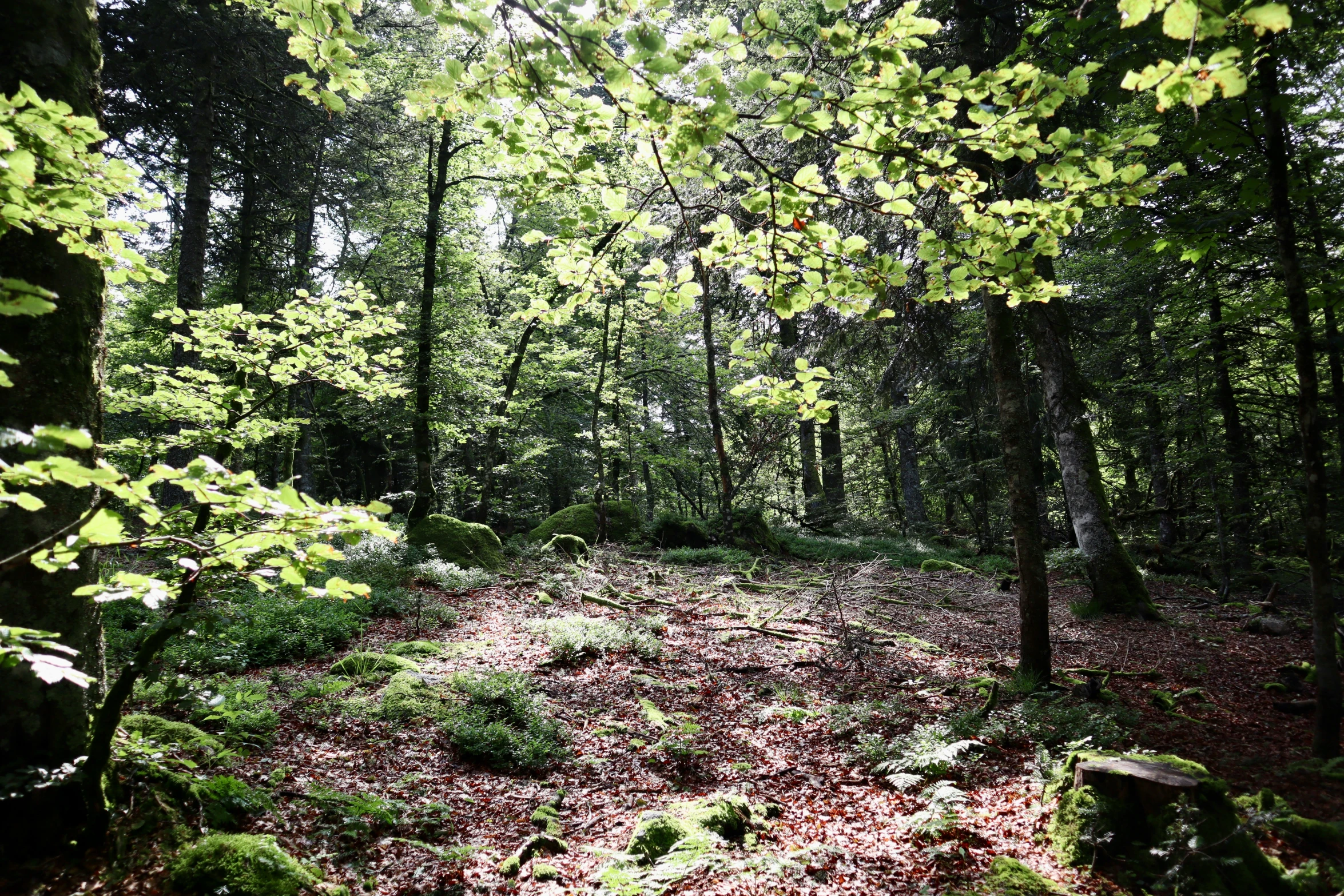 a tree filled forest filled with lots of green leaves