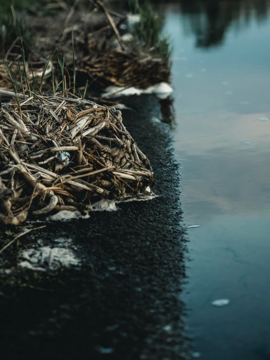 some grass sticks and debris near a body of water