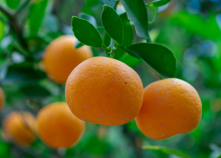 two ripe oranges hang from a tree full of leaves