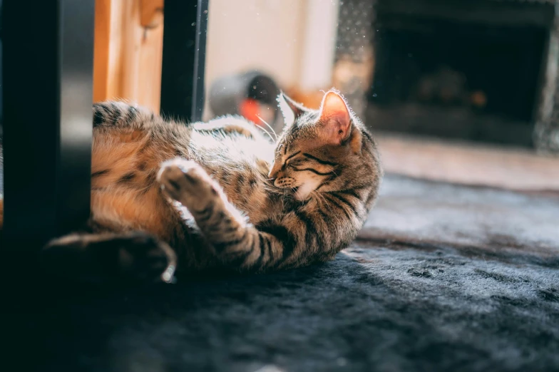 a cat relaxing on the floor near a glass door