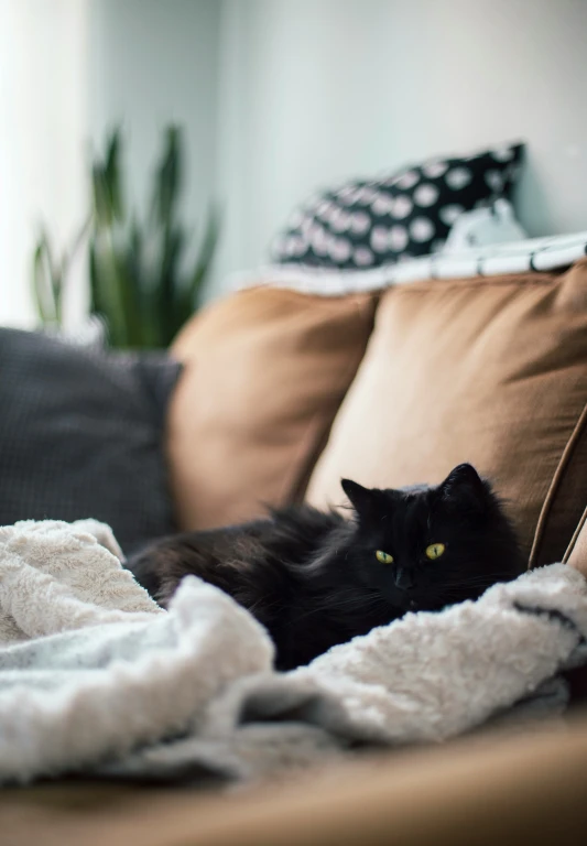 a fluffy black cat laying down on top of a couch