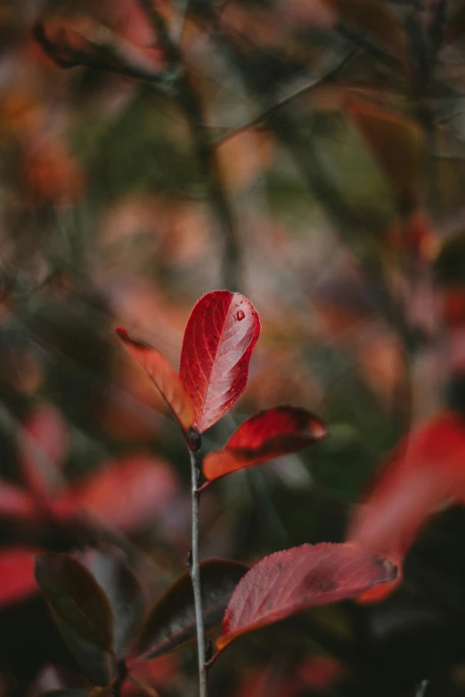 a small leaf on top of a tree