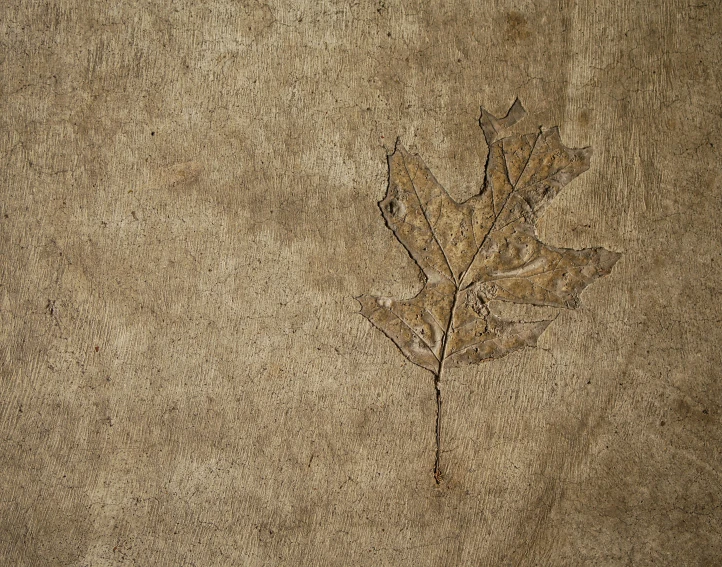 an image of an artistic drawing of a leaf