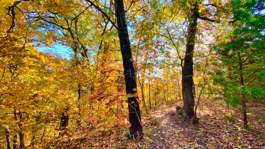 the view of a road in the middle of trees and leaves