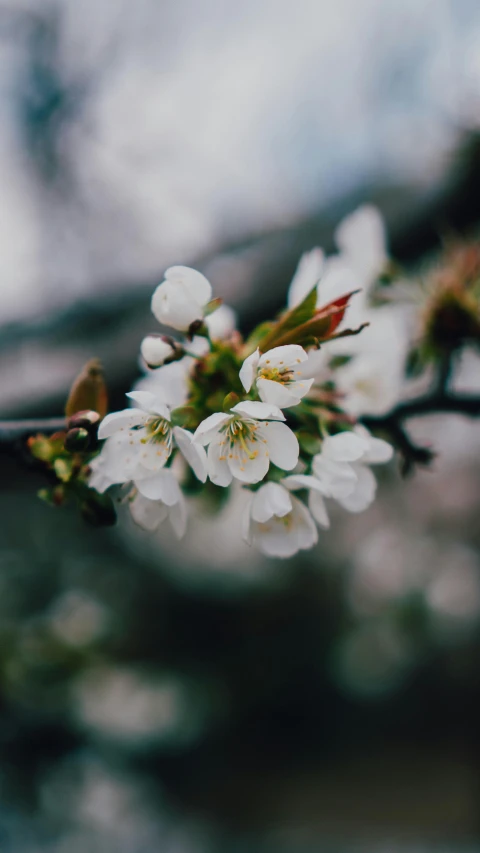 white flowers in bloom with a blurry background