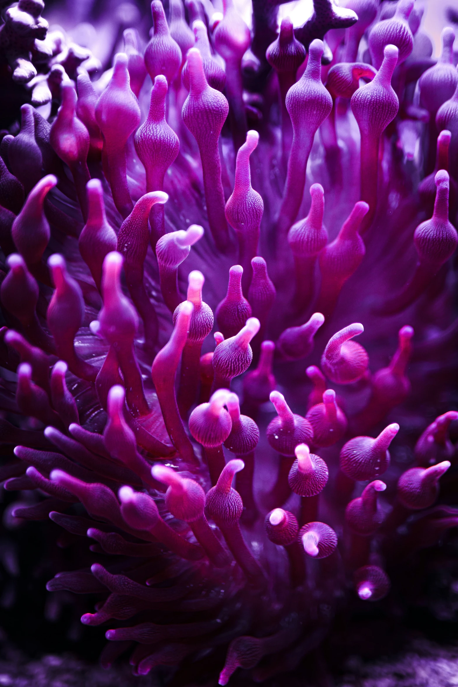 there is a purple colored sea anemone