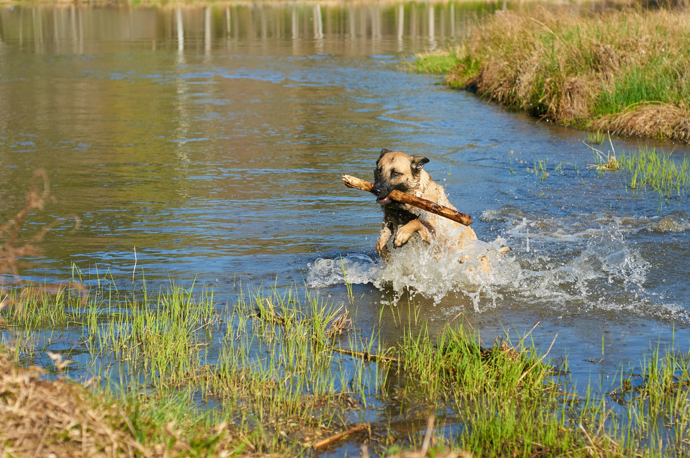 the dog has just taken his own stick into the water