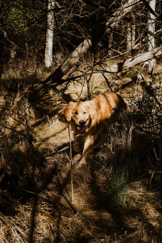 a dog that is running through some bushes