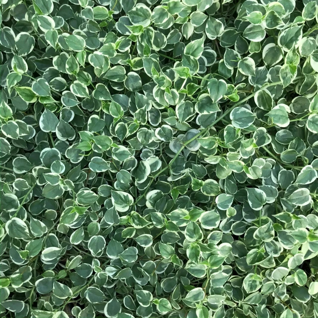 a large group of small green plants that are taller than one another