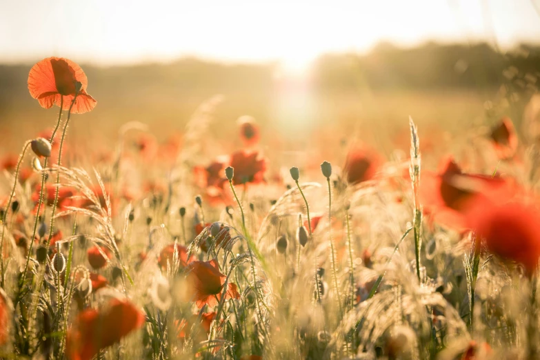 a field full of tall grass and red flowers