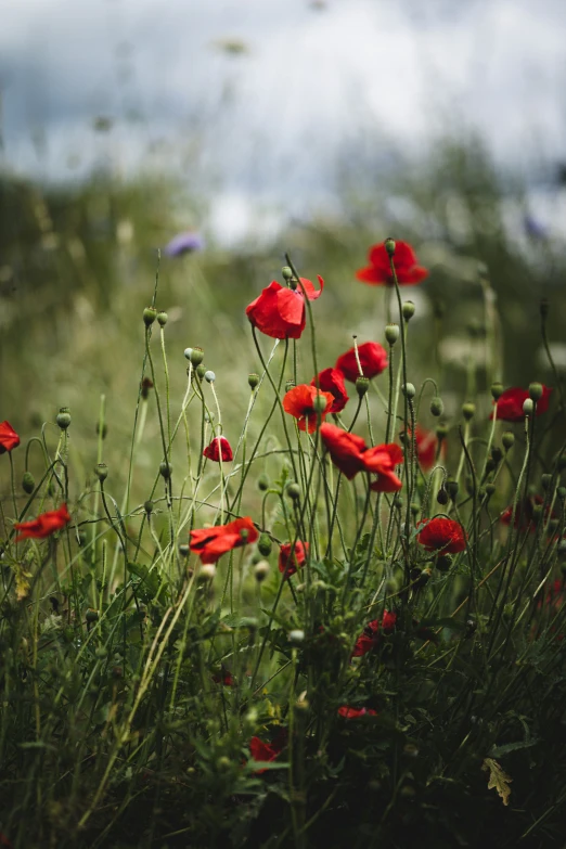 a field with many red flowers on the grass