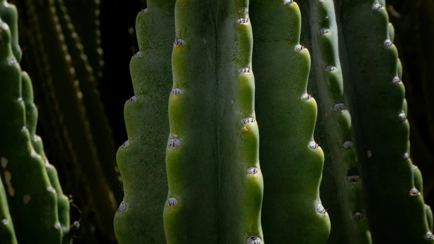 a group of small green plants on the inside of a leafy plant