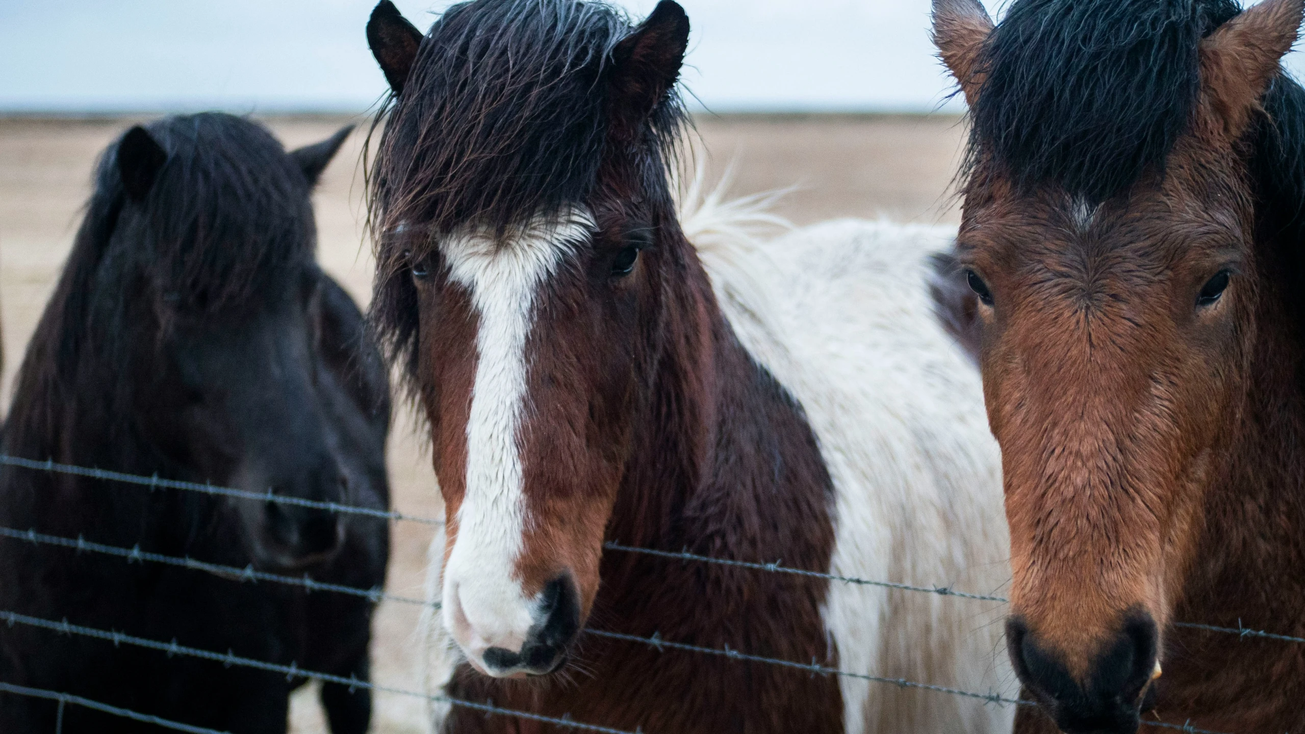 several horses are looking over a wire fence