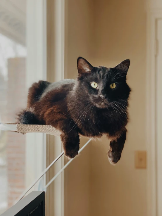 a cat that is sitting on a rail