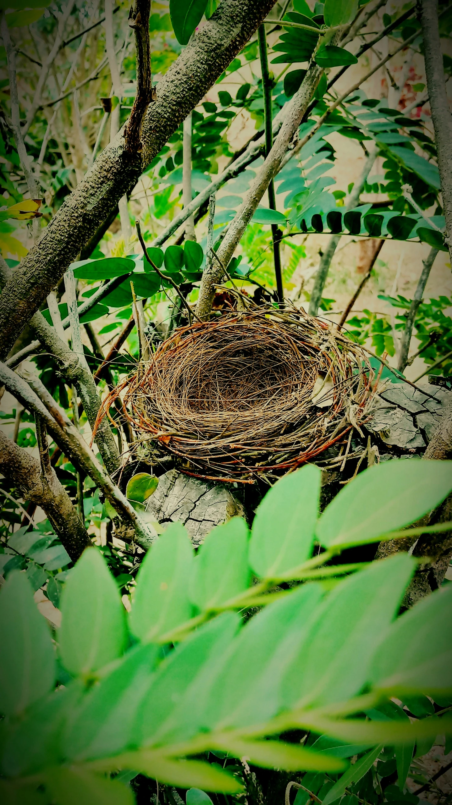 a bird nest sitting in a forest