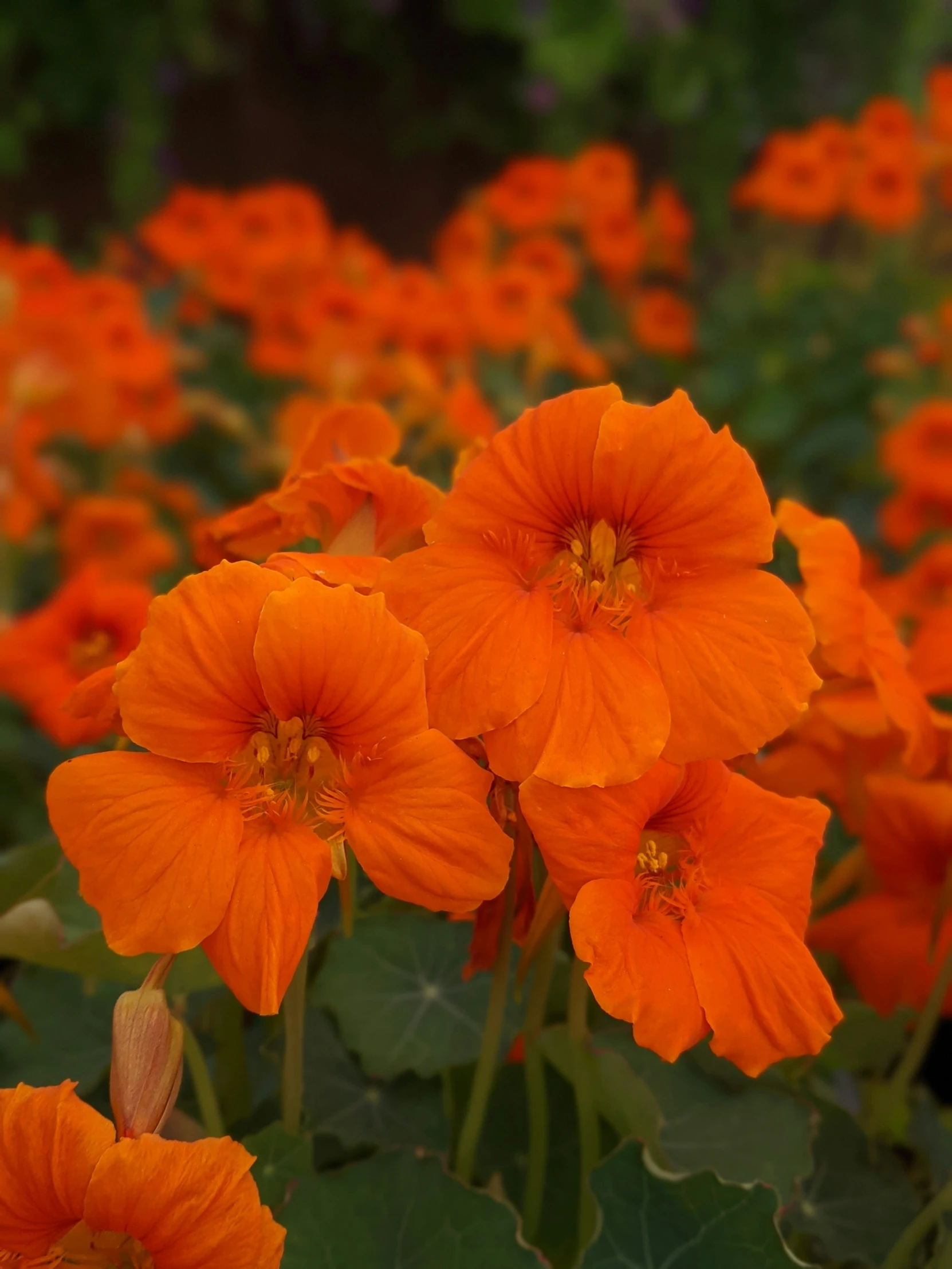 an orange group of flower blooms next to each other