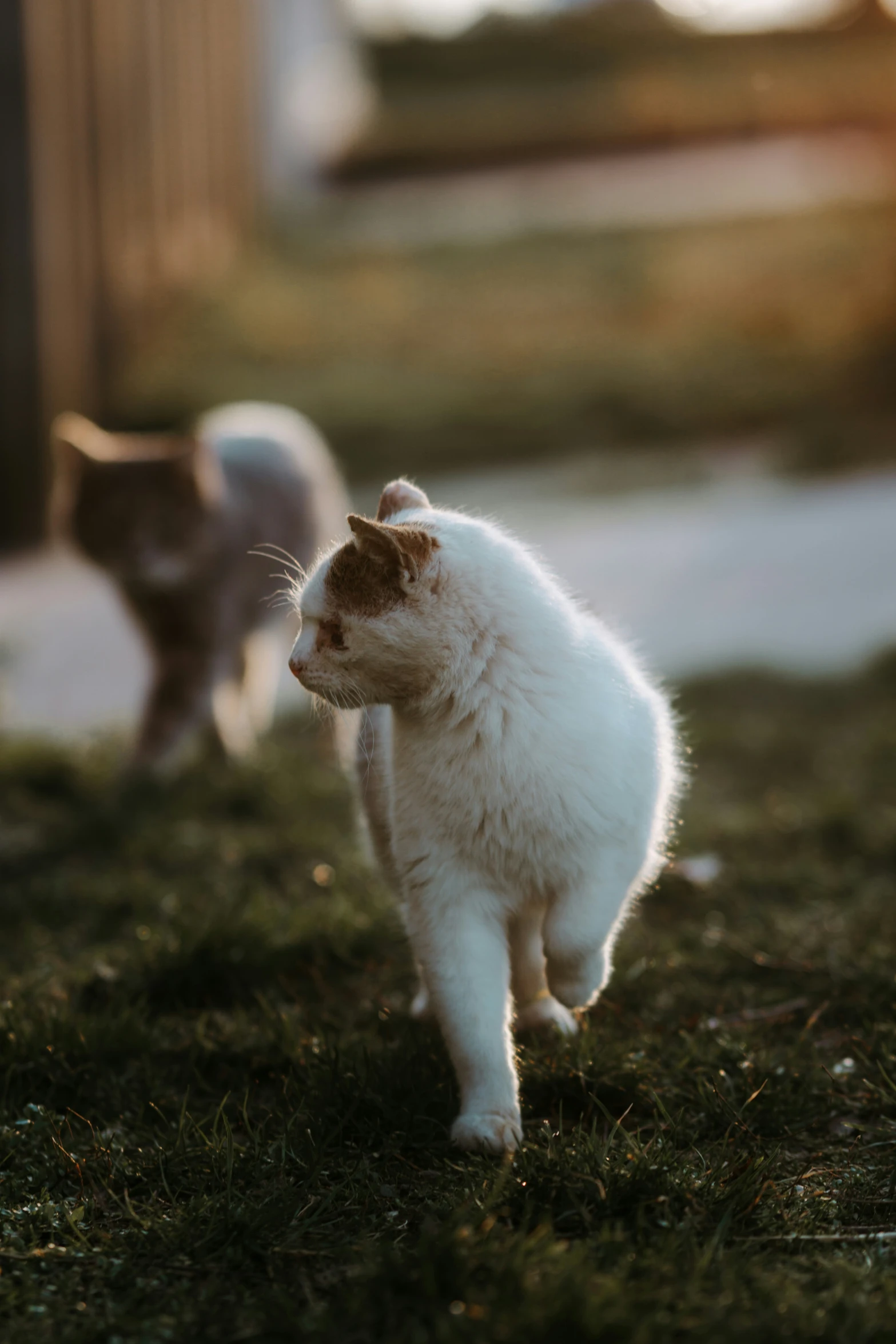 there is a cat walking along on the grass