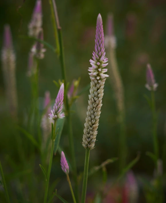 a white and pink flower is in a field
