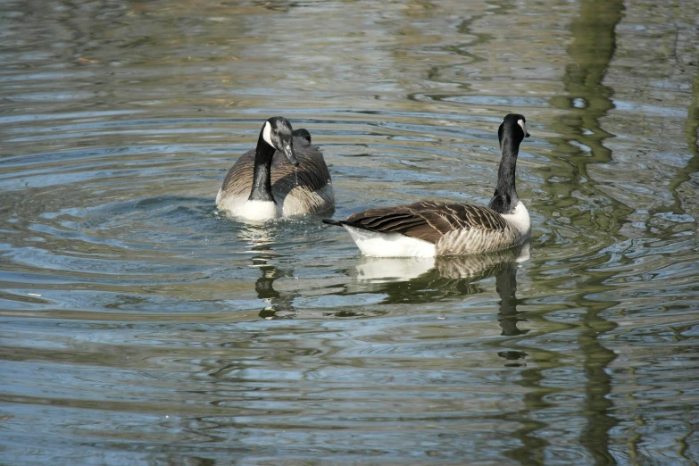 two black and white geese are swimming together