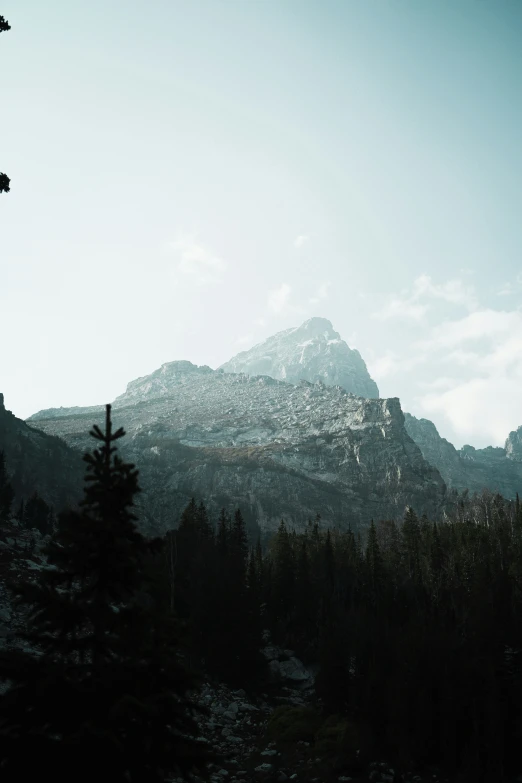 a group of trees are in the foreground with mountains in the background