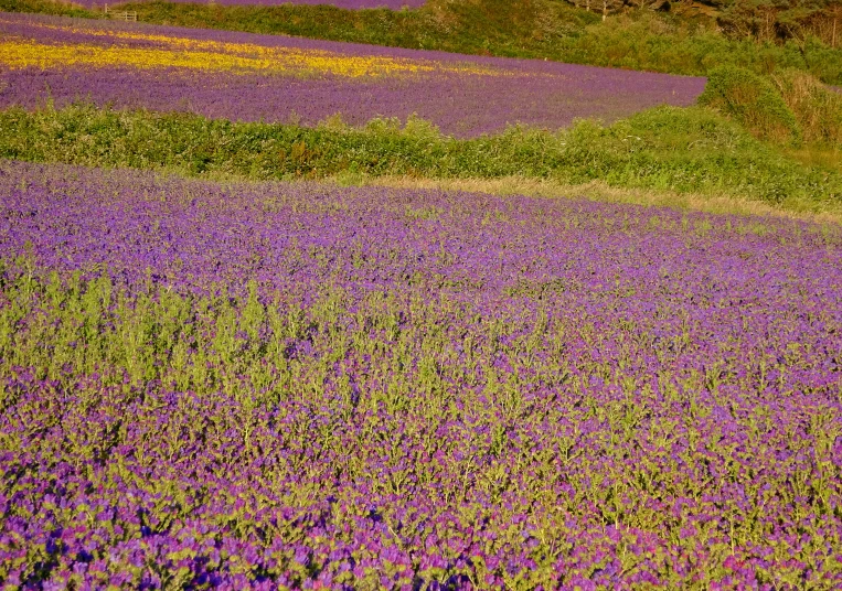 a beautiful field with wildflowers on the plains of australia