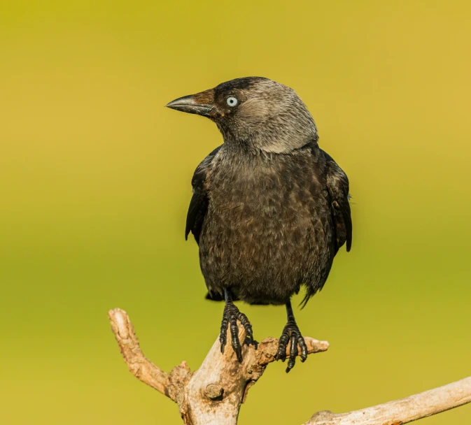 a black bird sitting on top of a dead tree nch