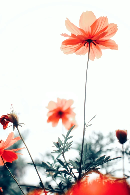 an artistic pograph of orange and pink flowers