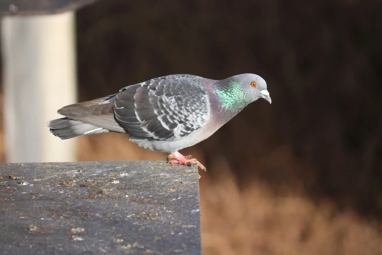 a pigeon standing on top of a piece of wood