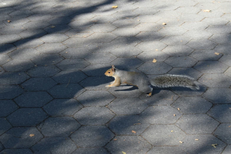 a squirrel walking across a parking lot in the sun