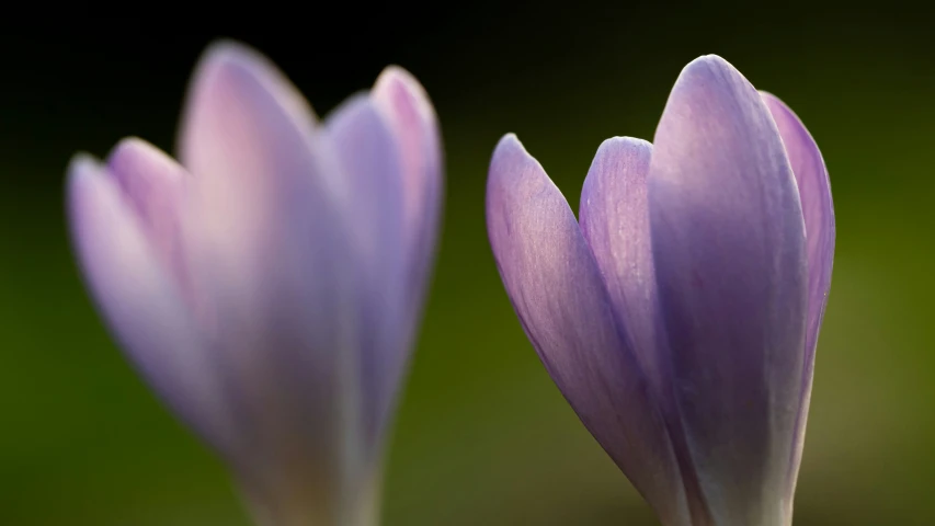 the two purple flowers are next to each other