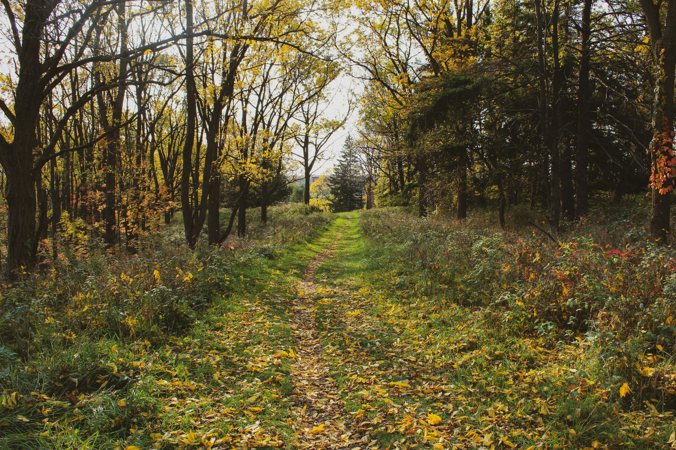 a dirt road with a tree lined forest and grass on both sides of it