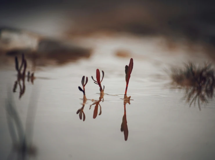 flowers growing in a pond with shallow water