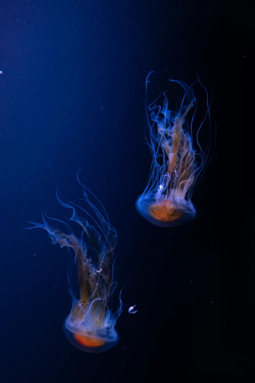 two jelly fish swimming around in a pool