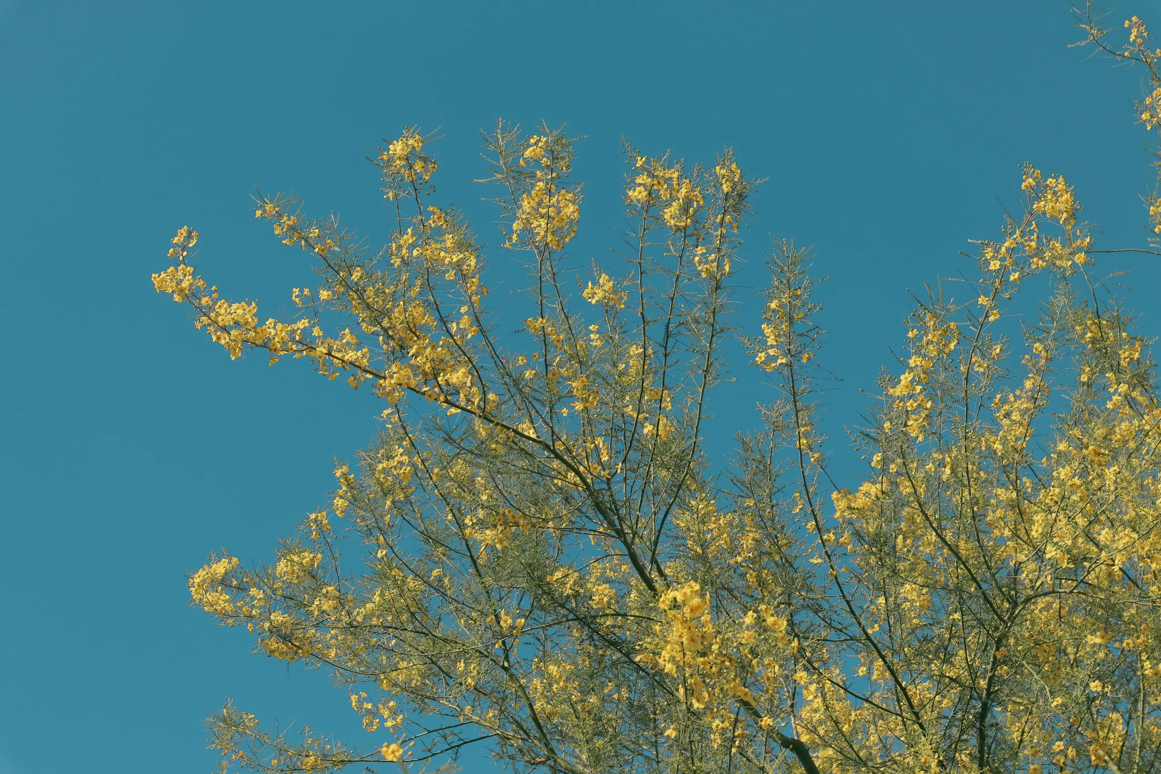 a very tall tree with lots of yellow leaves