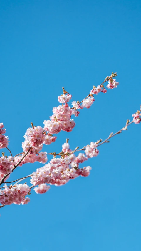 pink flowers bloom on a tree in the sun