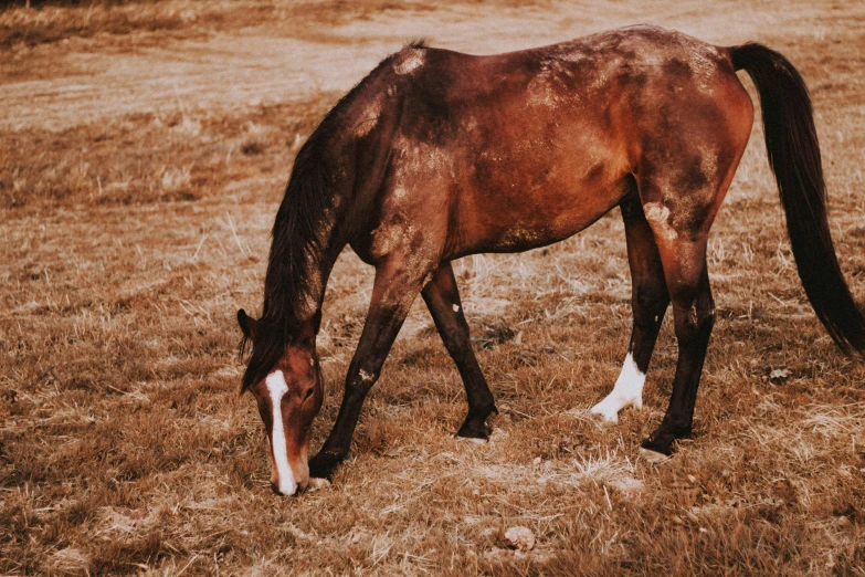 a horse with white head and legs grazing in grass