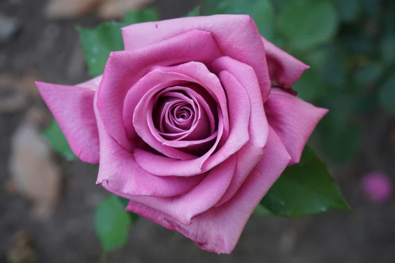 a rose budding on a bush with leaves