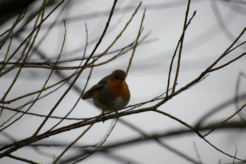 a bird is perched on the tree nch in the snow